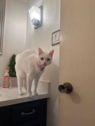 Lost Female Cat last seen By O’Neil Dr in Imperial Woods or surrounding streets., Harahan, LA 70123