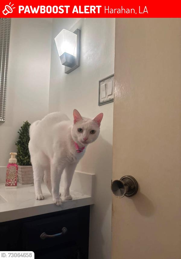 Lost Female Cat last seen By O’Neil Dr in Imperial Woods or surrounding streets., Harahan, LA 70123