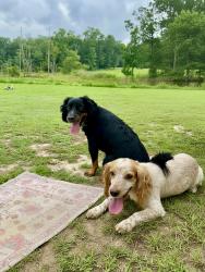 Lost Female Dog last seen Hattaway rd, Opp, AL 36467