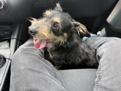 Found/Stray Male Dog last seen Red, White & Blue Thrift Store, Pittsburgh, PA 15226