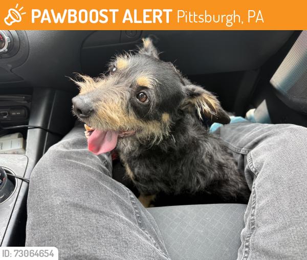 Found/Stray Male Dog last seen Red, White & Blue Thrift Store, Pittsburgh, PA 15226