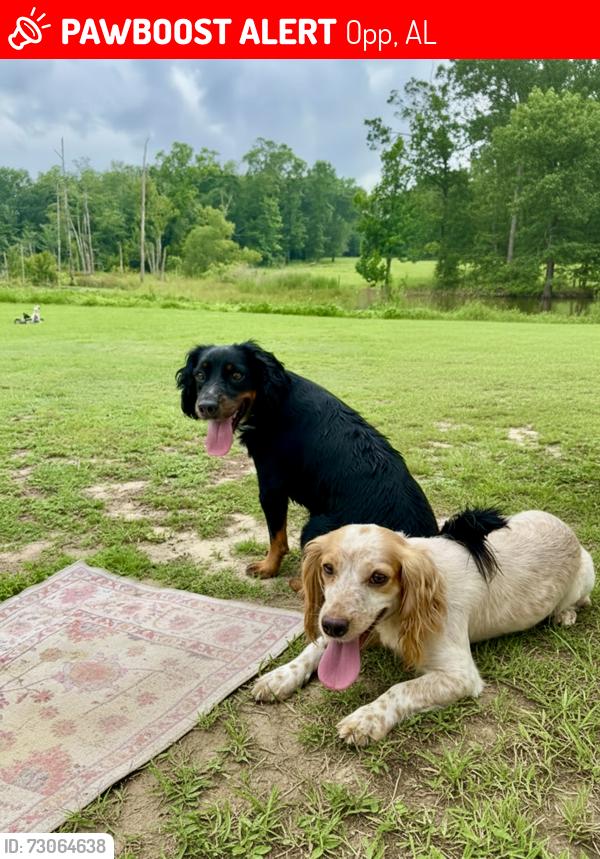 Lost Female Dog last seen Hattaway rd, Opp, AL 36467