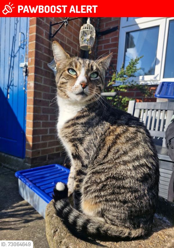 Lost Male Cat last seen Near home address, Waltham, England DN37