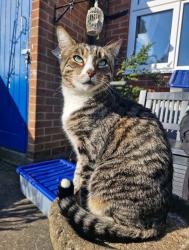 Lost Male Cat last seen Near home address, Waltham, England DN37