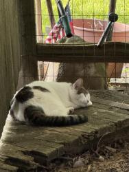 Lost Male Cat last seen Highcross Road and Nordland Drive, Urbana, IL 61802