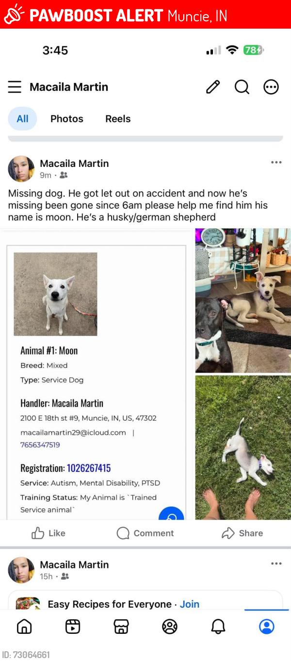 Lost Male Dog last seen 18th, Muncie, IN 47302