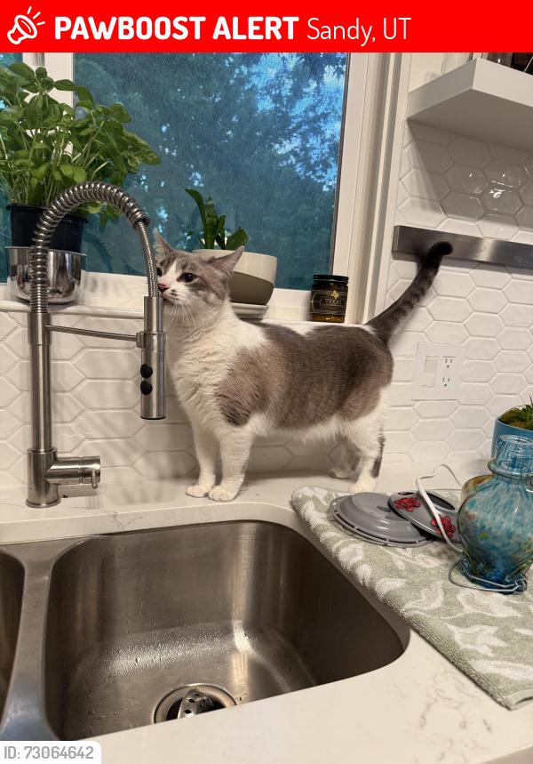 Lost Female Cat last seen Near E 10000 S, Sandy, UT 84092