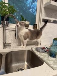 Lost Female Cat last seen Near E 10000 S, Sandy, UT 84092