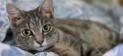 Lost Female Cat last seen Brunswick Crossing Neighborhood, Kernersville, NC 27284