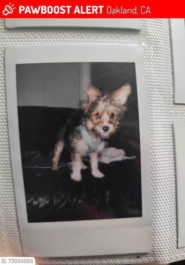 Lost Male Dog last seen B street and 100th Street in oakland 94603, Oakland, CA 94621