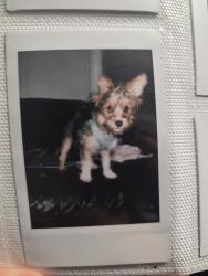 Lost Male Dog last seen B street and 100th Street in oakland 94603, Oakland, CA 94621