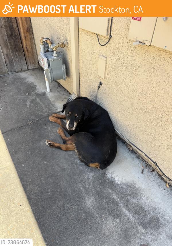 Found/Stray Unknown Dog last seen San Marco Dr, Stockton, CA 95212