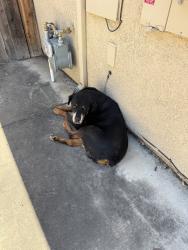 Found/Stray Unknown Dog last seen San Marco Dr, Stockton, CA 95212