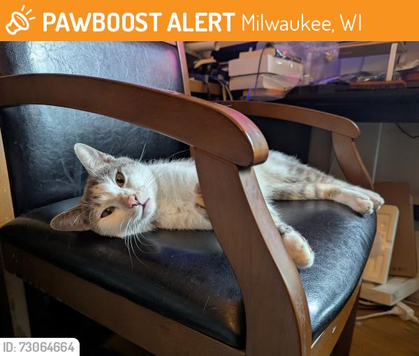 Found/Stray Male Cat last seen 22nd St, Milwaukee, WI 53233