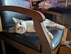 Found/Stray Male Cat last seen 22nd St, Milwaukee, WI 53233