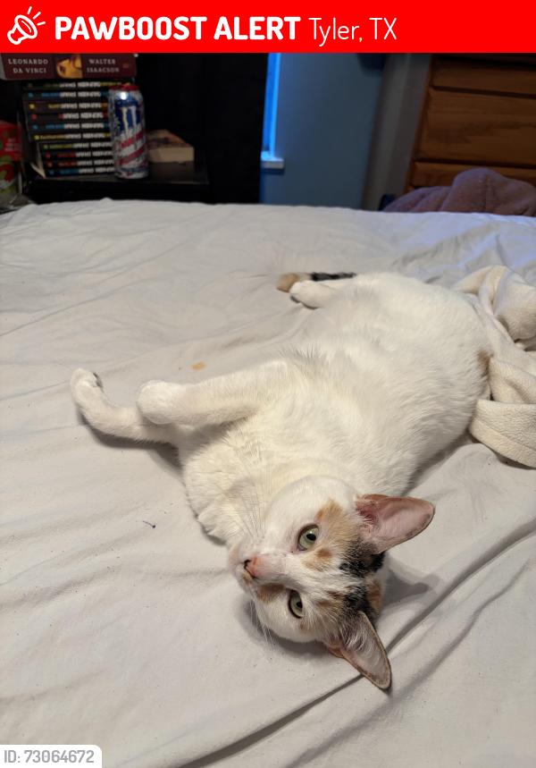 Lost Female Cat last seen Golden Road Park, Tyler, TX 75701