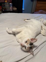 Lost Female Cat last seen Golden Road Park, Tyler, TX 75701