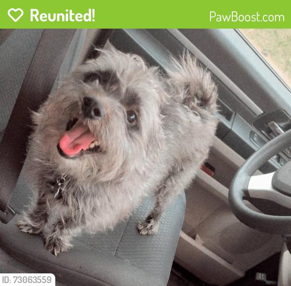 Reunited Male Dog last seen Glen mawr and surrounding streets, Pittsburgh, PA 15204