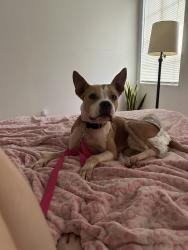Found/Stray Female Dog last seen Binz, Houston, TX 77004