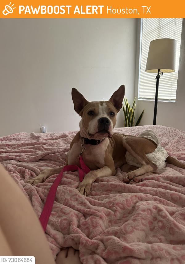 Found/Stray Female Dog last seen Binz, Houston, TX 77004