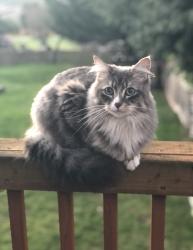 Lost Female Cat last seen 4th Ave S. Near Marvista elementary, Normandy Park, WA 98166