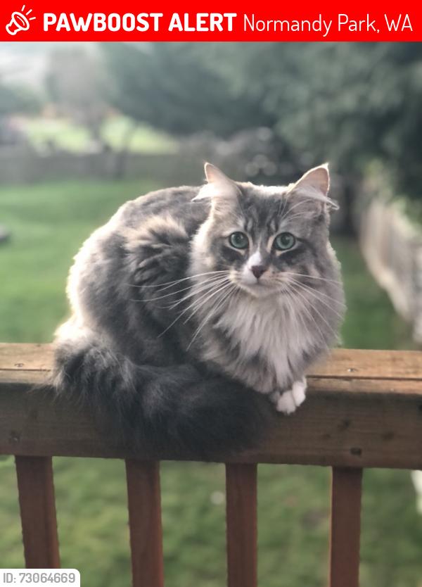 Lost Female Cat last seen 4th Ave S. Near Marvista elementary, Normandy Park, WA 98166