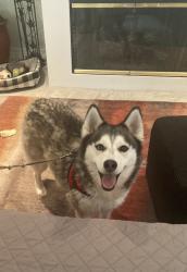 Found/Stray Female Dog last seen 91st, Tulsa, OK 74137