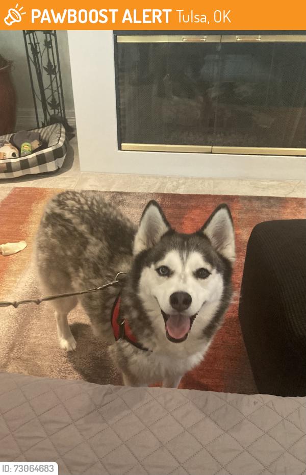 Found/Stray Female Dog last seen 91st, Tulsa, OK 74137