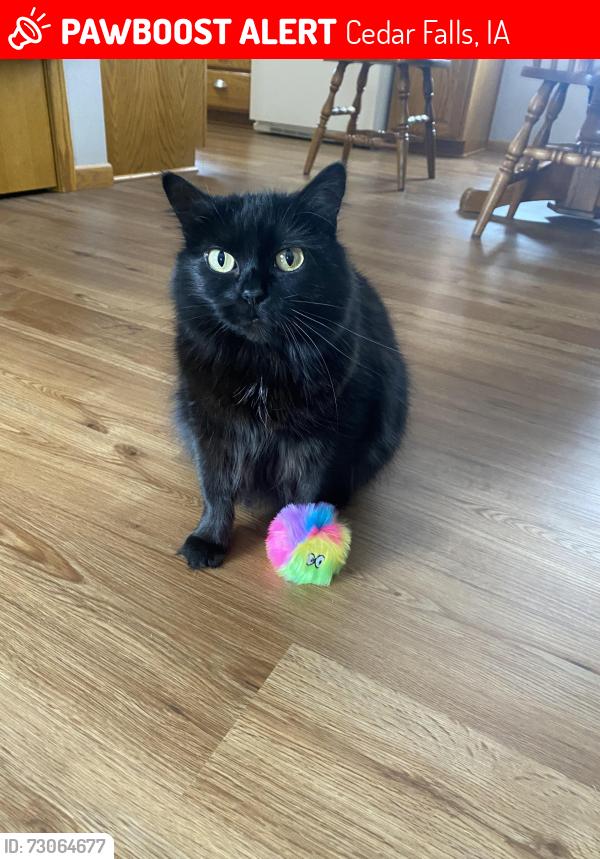Lost Female Cat last seen Algonquin trails, Cedar Falls, IA 50613