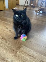 Lost Female Cat last seen Algonquin trails, Cedar Falls, IA 50613