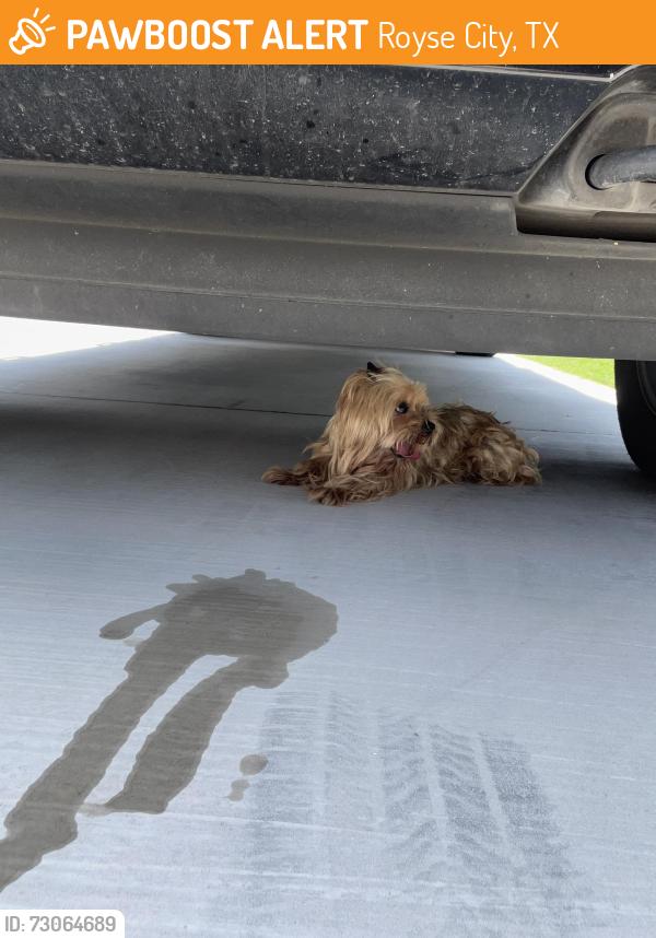 Found/Stray Male Dog last seen Shoemaker Dr, Royse City, TX 75189