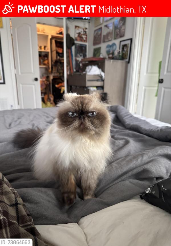 Lost Female Cat last seen Plainview Rd, Midlothian, TX 76065