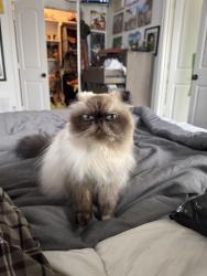 Lost Female Cat last seen Plainview Rd, Midlothian, TX 76065