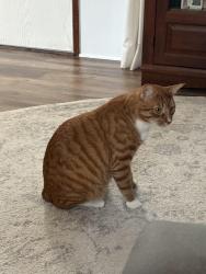 Lost Male Cat last seen Sun Roamers TV park, Picayune, MS 39466
