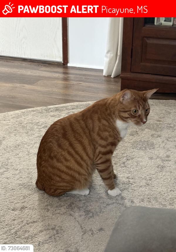 Lost Male Cat last seen Sun Roamers TV park, Picayune, MS 39466