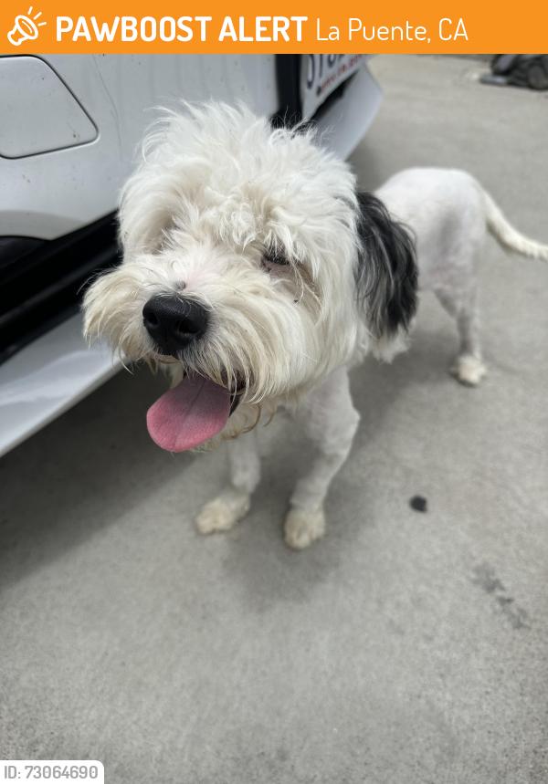 Found/Stray Female Dog last seen Hambledon and Gemini, La Puente, CA 91744