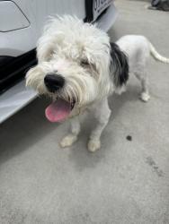 Found/Stray Female Dog last seen Hambledon and Gemini, La Puente, CA 91744