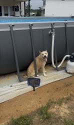 Found/Stray Male Dog last seen Benson hardee & Fish Whistle, Benson, NC 27504