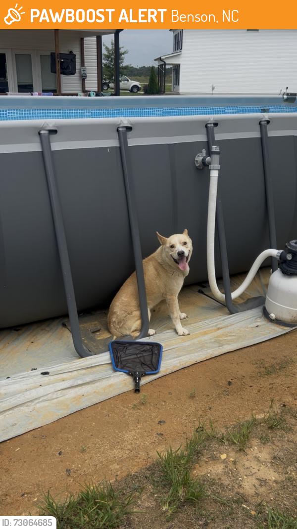 Found/Stray Male Dog last seen Benson hardee & Fish Whistle, Benson, NC 27504