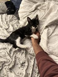 Lost Male Cat last seen 114th ave and Greer, Youngtown, AZ 85363