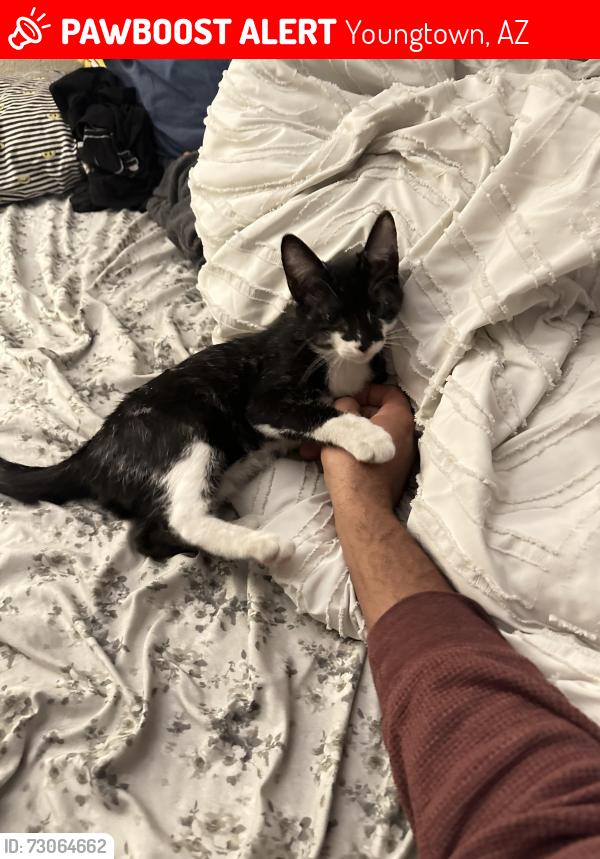 Lost Male Cat last seen 114th ave and Greer, Youngtown, AZ 85363
