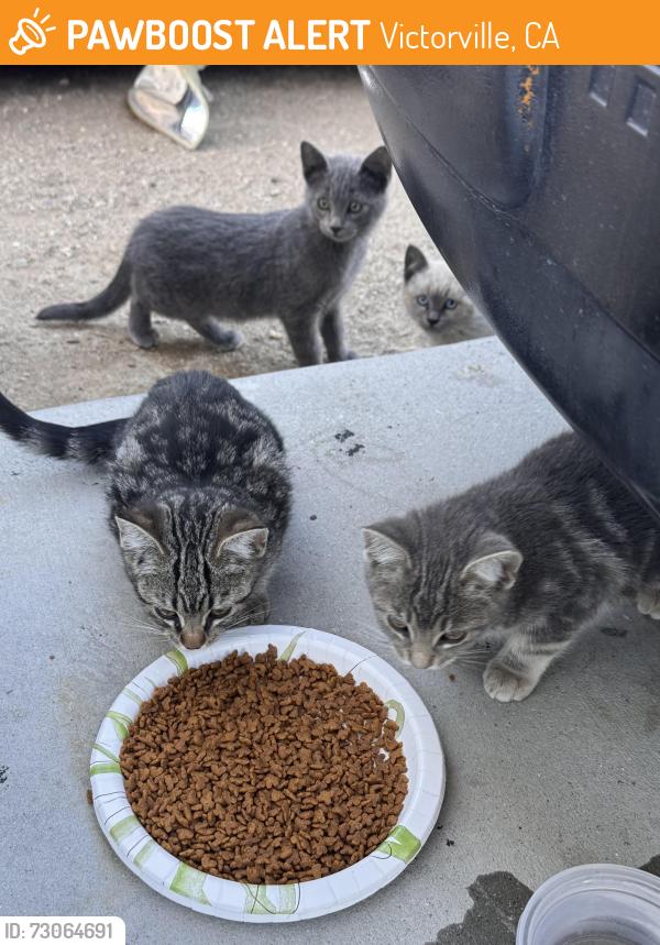 Found/Stray Unknown Cat last seen Dos Palmas & Bobcat Hills Ln, Victorville, CA 92392