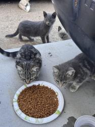 Found/Stray Unknown Cat last seen Dos Palmas & Bobcat Hills Ln, Victorville, CA 92392