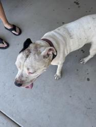 Reunited Female Dog last seen Roeben, Visalia, CA 93277