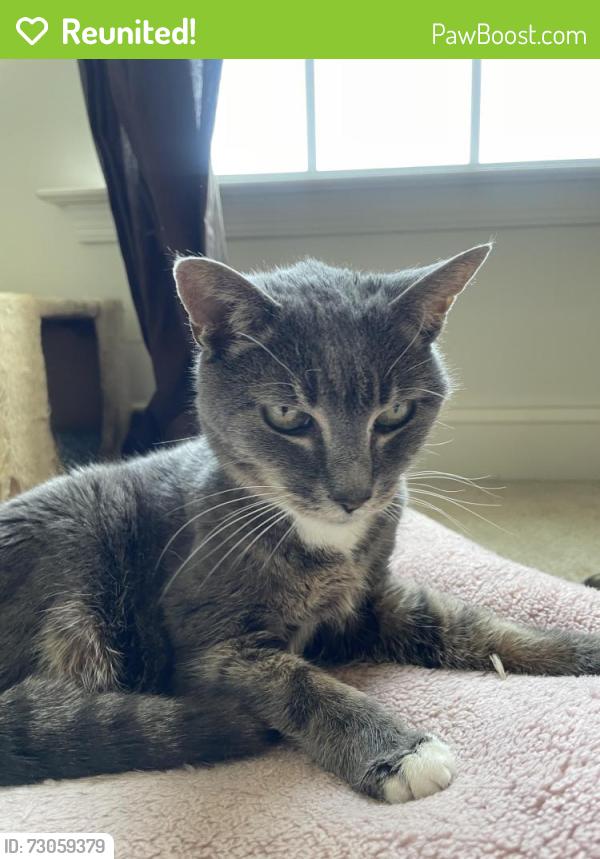 Reunited Female Cat last seen Gabe circle , Downingtown, PA 19335