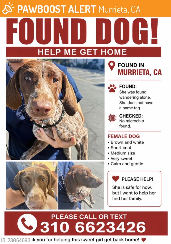 Found/Stray Unknown Dog last seen Hancock, Murrieta, CA 92562
