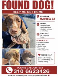 Found/Stray Unknown Dog last seen Hancock, Murrieta, CA 92562