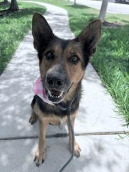 Shelter Stray Female Dog last seen Near BLOCK W 16 AVE, 3599 NW 79th Ave, Doral, FL 33122, USA