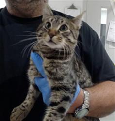 Shelter Stray Male Cat last seen 18TH ST AREA, 1419 Bryant St, San Francisco, CA 94103, USA