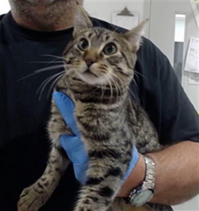 Shelter Stray Male Cat last seen 18TH ST AREA, 1419 Bryant St, San Francisco, CA 94103, USA